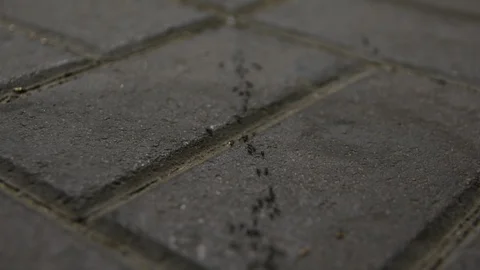 Group of ants is eating and bustling close up selective focus 動画素材 110587129