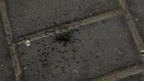 Group of ants is eating and bustling close up selective focus Видео 110587757