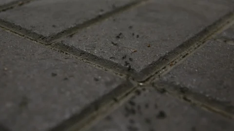 Group of ants is eating and bustling close up selective focus Видео 110589149