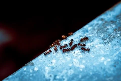 Group of ants exploring nature Stock Photos
