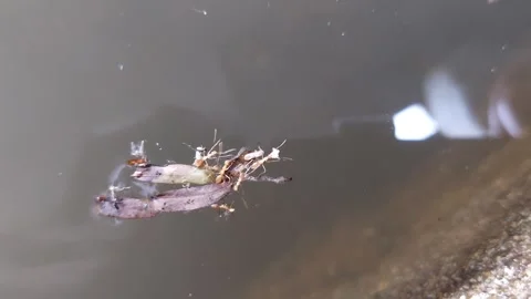 Group of ants falling into water Stock-Footage 266534018