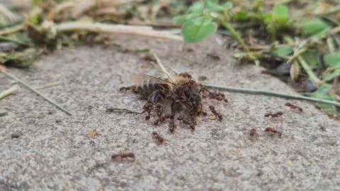 A group of ants fatally attack a honey bee Stock Footage 337739432
