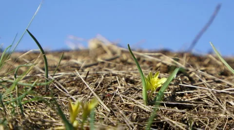 Group of ants Stock-Footage 1443000