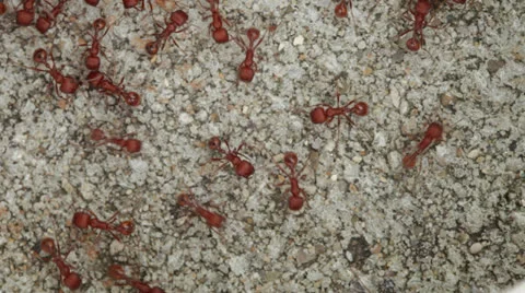 Group of Ants Stock Footage 25039615