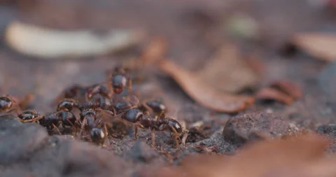 Group of Ants Stock Footage 130762706