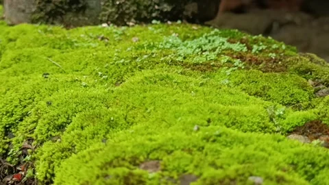 Group of Ants Stock Footage 269673154