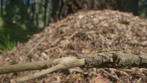 Group of ants Stock Footage 281004873