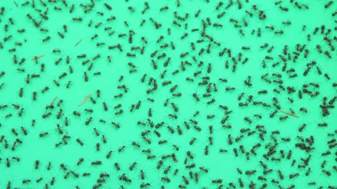 Group of ants on green background Video stock 258846536
