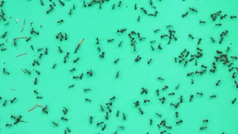 Group of ants on green background 库存影片 258846552