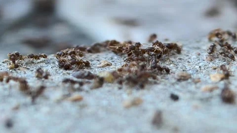 A group of ants on the ground captured by a macro lens Stock Footage 314810121