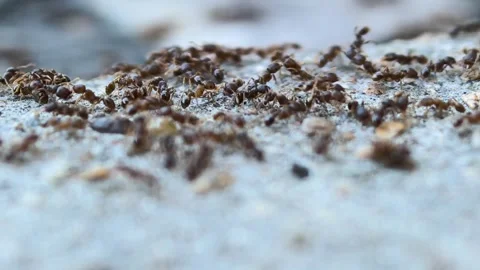 A group of ants on the ground captured by a macro lens Stock Footage 314810122