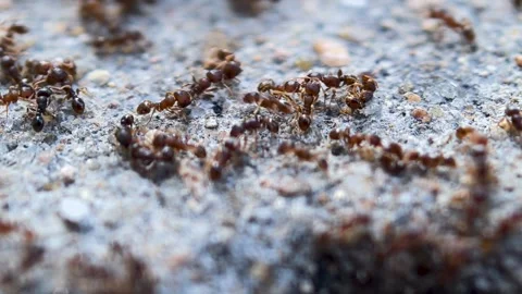 A group of ants on the ground captured by a macro lens Stock Footage 314810152