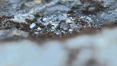 A group of ants on the ground captured by a macro lens Stock Footage 314810259