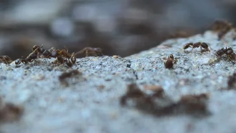A group of ants on the ground captured by a macro lens Stock Footage 314810260