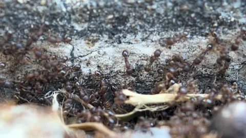 A group of ants on the ground captured by a macro lens Stock Footage 314810405