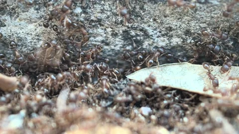 A group of ants on the ground captured by a macro lens Stock Footage 314810413