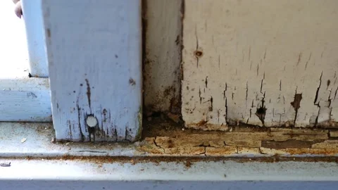 Group of ants invading from the gap of the timber wall into the house. 動画素材 216452249