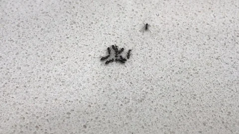 Group of ants in a kitchen Stock Footage 103625090