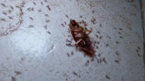 A group of ants moving Dead cockroach Stock Footage 341376197
