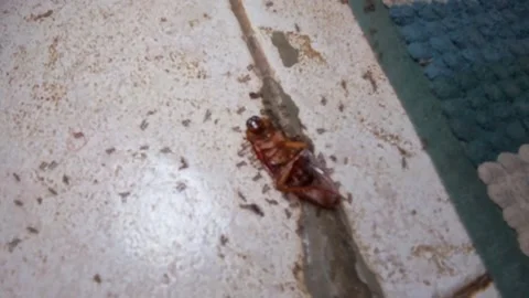 A group of ants moving Dead cockroach Stock Footage 341376198