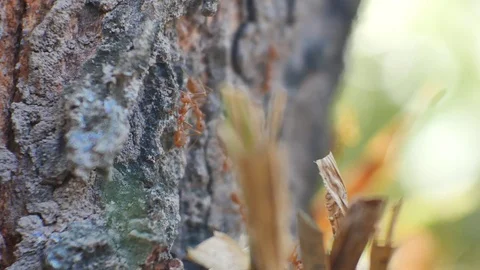 Group of ants in nature. Stock Footage 84837409