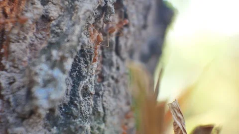 Group of ants in nature. Stock Footage 84837931