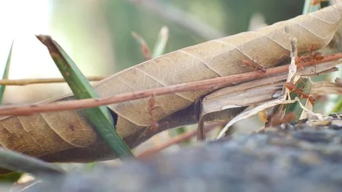 Group of ants in nature. Stock Footage 84839412