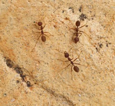 Group of ants Foto stock