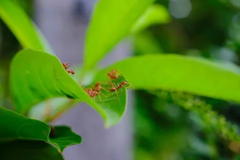 A group of ants Stock Photos