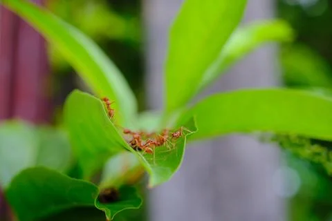 A group of ants Stock Photos