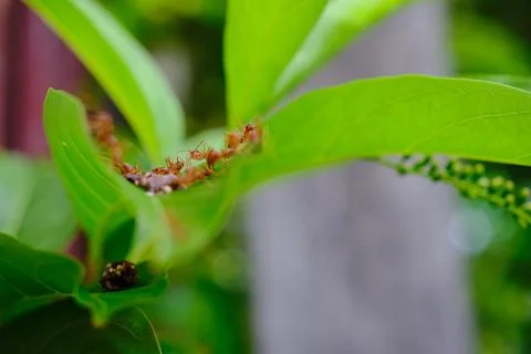 A group of ants Stock Photos