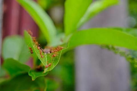A group of ants Stock Photos