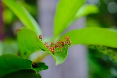 A group of ants Stock Photos