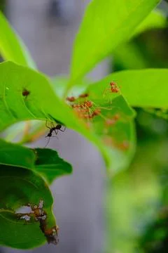 A group of ants Stock Photos