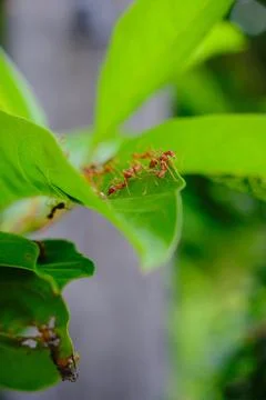 A group of ants Stock Photos