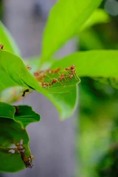 A group of ants Stock Photos