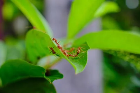 A group of ants Stock Photos