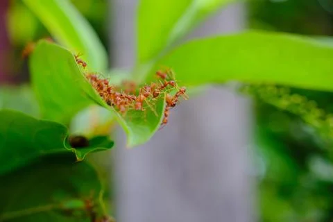 A group of ants Stock Photos