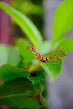 A group of ants Stock Photos