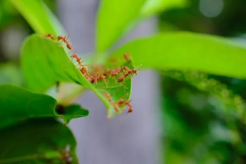 A group of ants Stock-Fotos