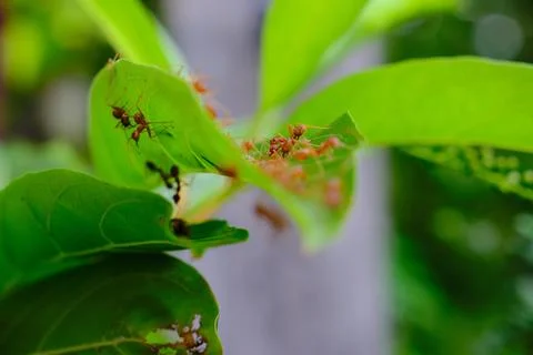 A group of ants Stock Photos