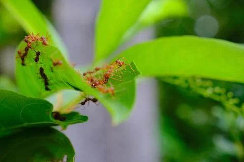 A group of ants Stock Photos