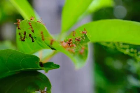 A group of ants Stock Photos