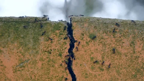 Group of ants running in a crack on the wall Stock Footage 116348874