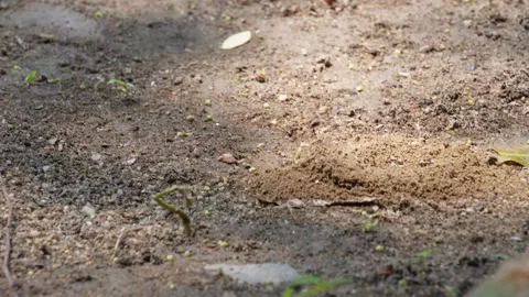 A group of ants scattering on ground Stock Footage 311728711