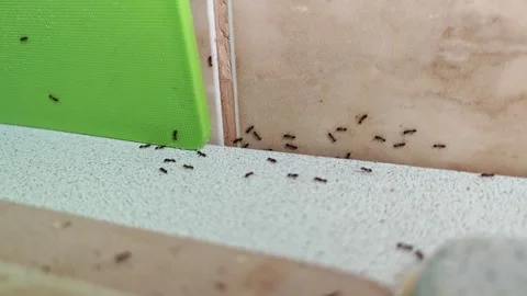 Group of ants swarm on kitchen in line; Stock Footage 340228088