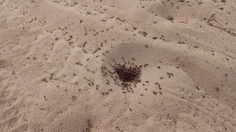 Group of ants swarming around anthill entrance on sand, close up shot Stock-Footage 336218290