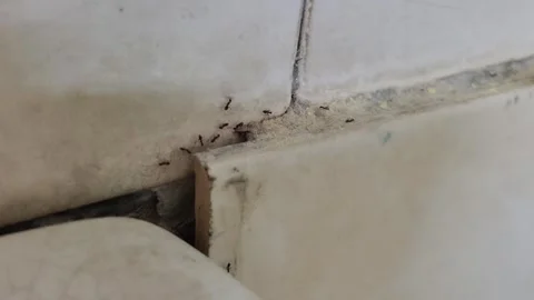 A group of ants trailing along a corner where the wall and tiles meet. Stock Footage 312496361