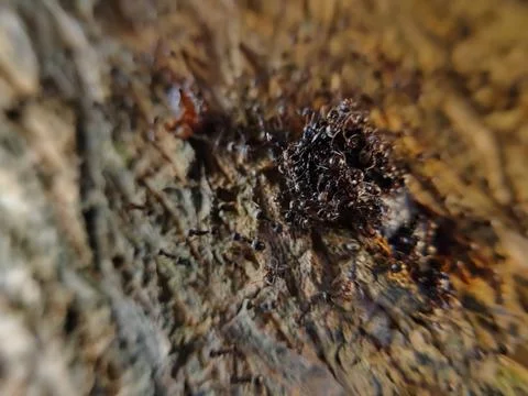 A group of ants on a tree trunk, seen from very close range. Foto stock
