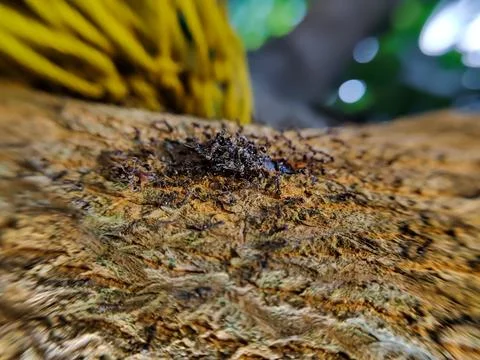 A group of ants on a tree trunk, seen from very close range. Foto stock